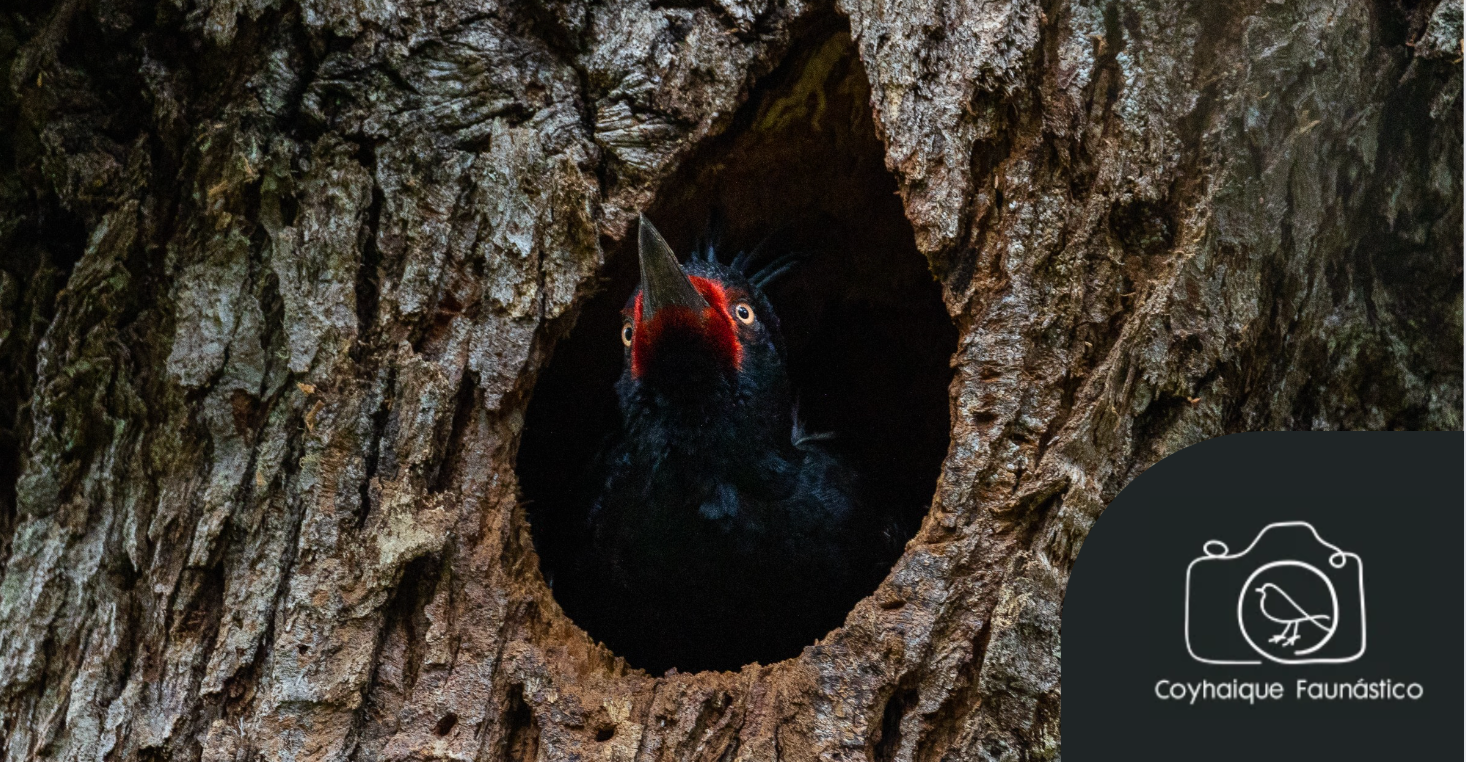 "El Rey": Pájaro Carpintero por Francisco Vera