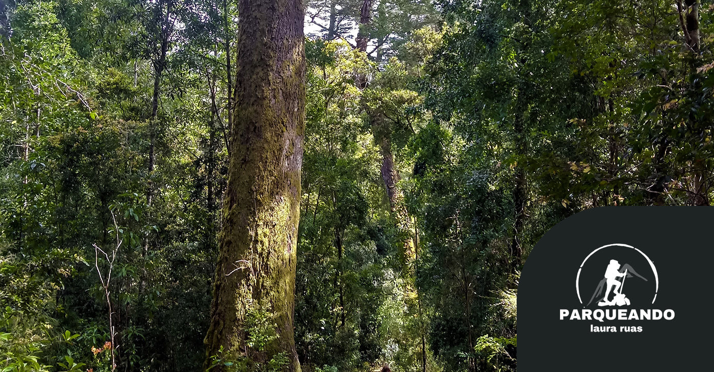 Parque Nacional Alerce Costero por Laura Ruas