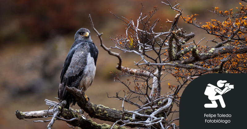 Águila – Geranoaetus melanoleucus