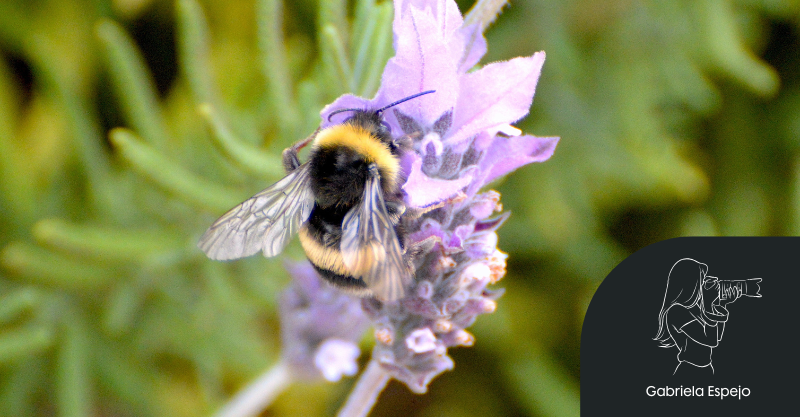 ABEJORROS EN CHILE; COMPETENCIA ENTRE ESPECIES NATIVAS Y FORÁNEAS