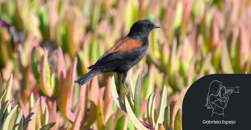El Colegial común y Colegial del norte, pequeños hábiles acróbatas
