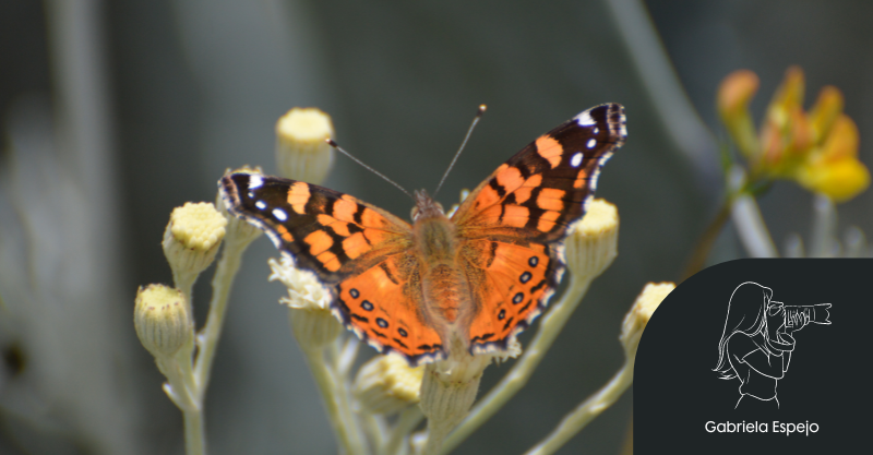 Mariposas naranjas, reinas aladas en nuestros ecosistemas por Gabriela Espejo
