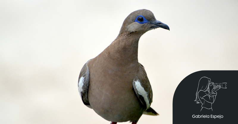 La paloma de alas blancas: una especie en expansión