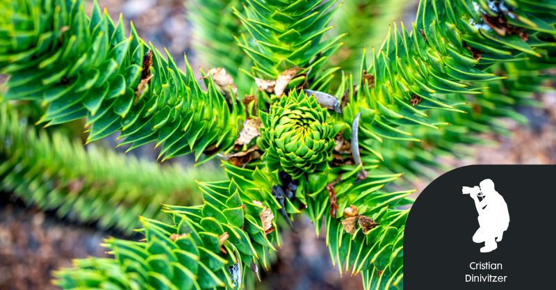 Araucaria: El árbol sagrado de Chile