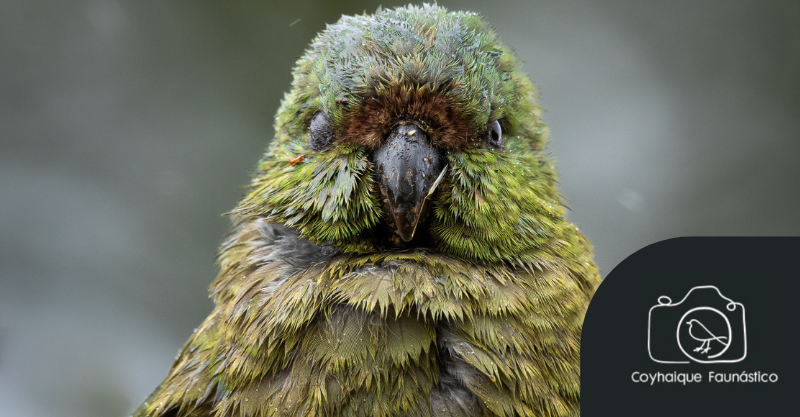 La Cachaña, especie de loro endémica de Chile y Argentina por Francisco Vera