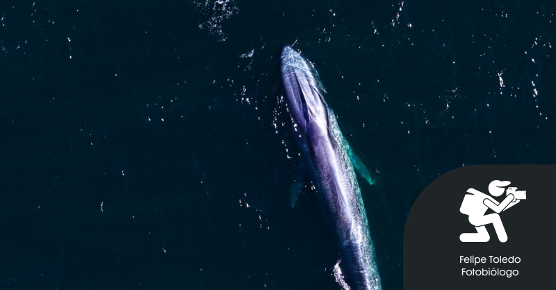 Al encuentro del gigante azul: la Ballena Azul en la costa de Chile