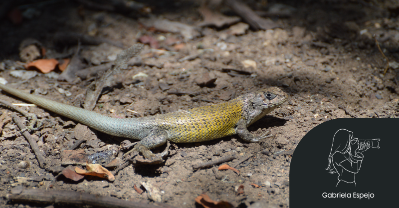Lagarto nítido, intimidante y espinoso por Gabriela Espejo