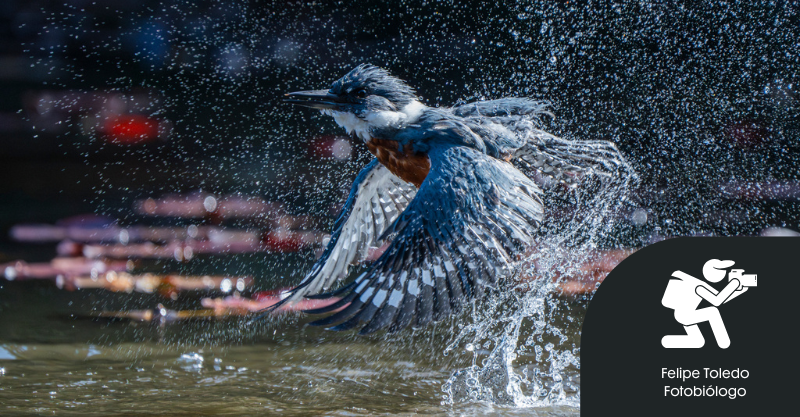 Nuestro embajador conquista el mundo: Felipe Toledo gana el Grand Prize en los Audubon Photography Awards 2025