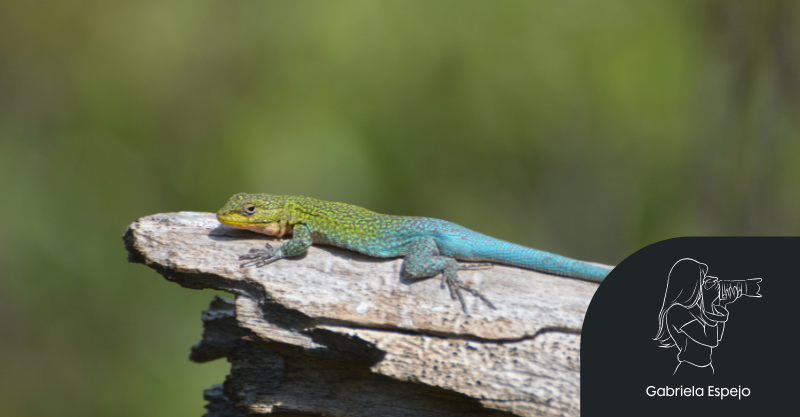 Lagartija Esbelta: la verde y amarilla guardiana de nuestros jardines