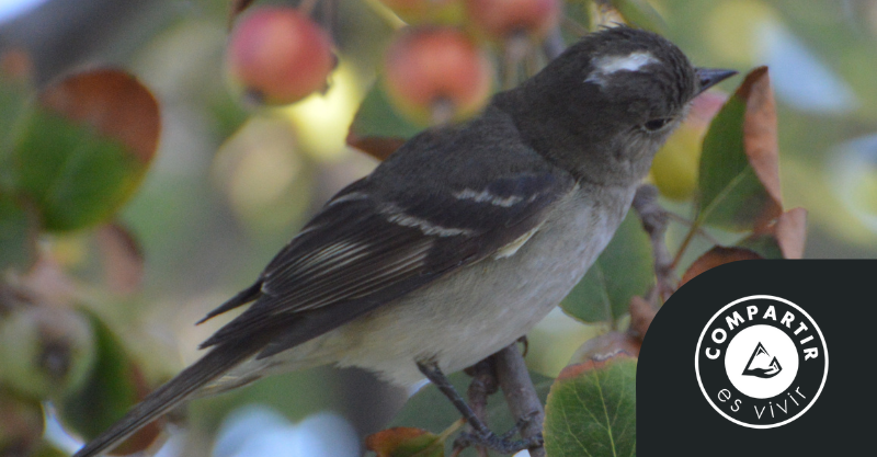 Fío-Fío ¡Un formidable viajero entre nosotros! por Gabriela Espejo