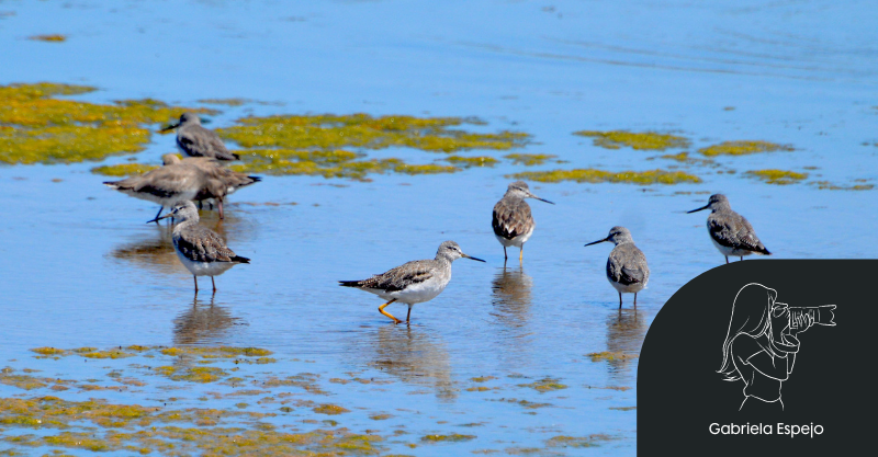Pitotoy grande y Pitotoy chico: Esbeltos y de patas amarillas por Gabriela Espejo