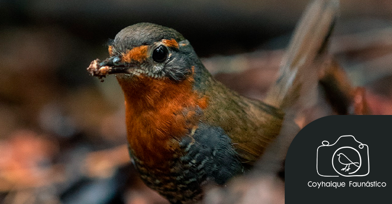 El Chucao un ave territorial por Francisco Vera
