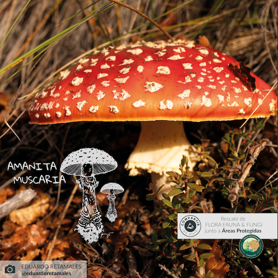 Botella térmica Amanita Muscaria 690 ml Negra