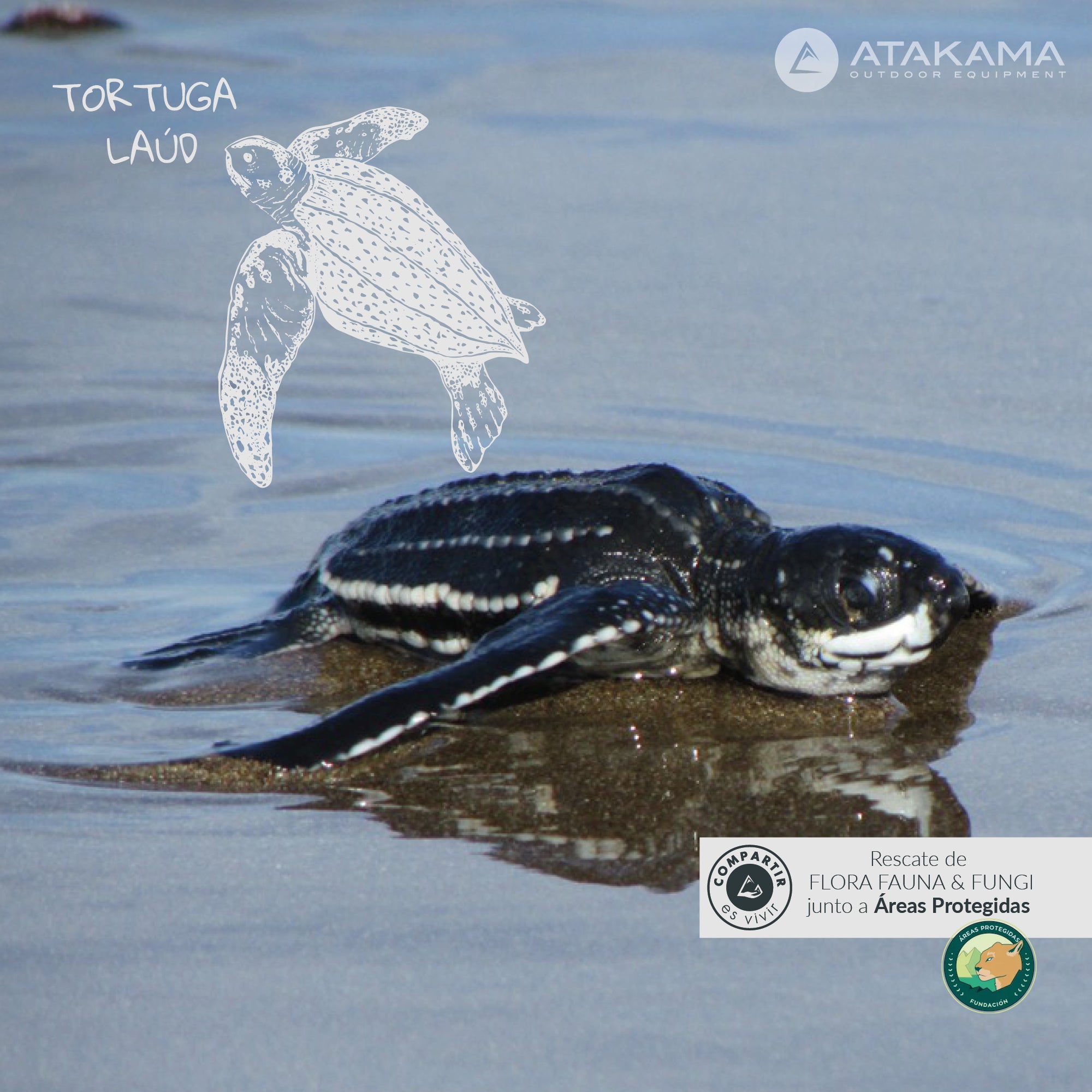 Vaso térmico Tortuga Laúd 350 ml Azul