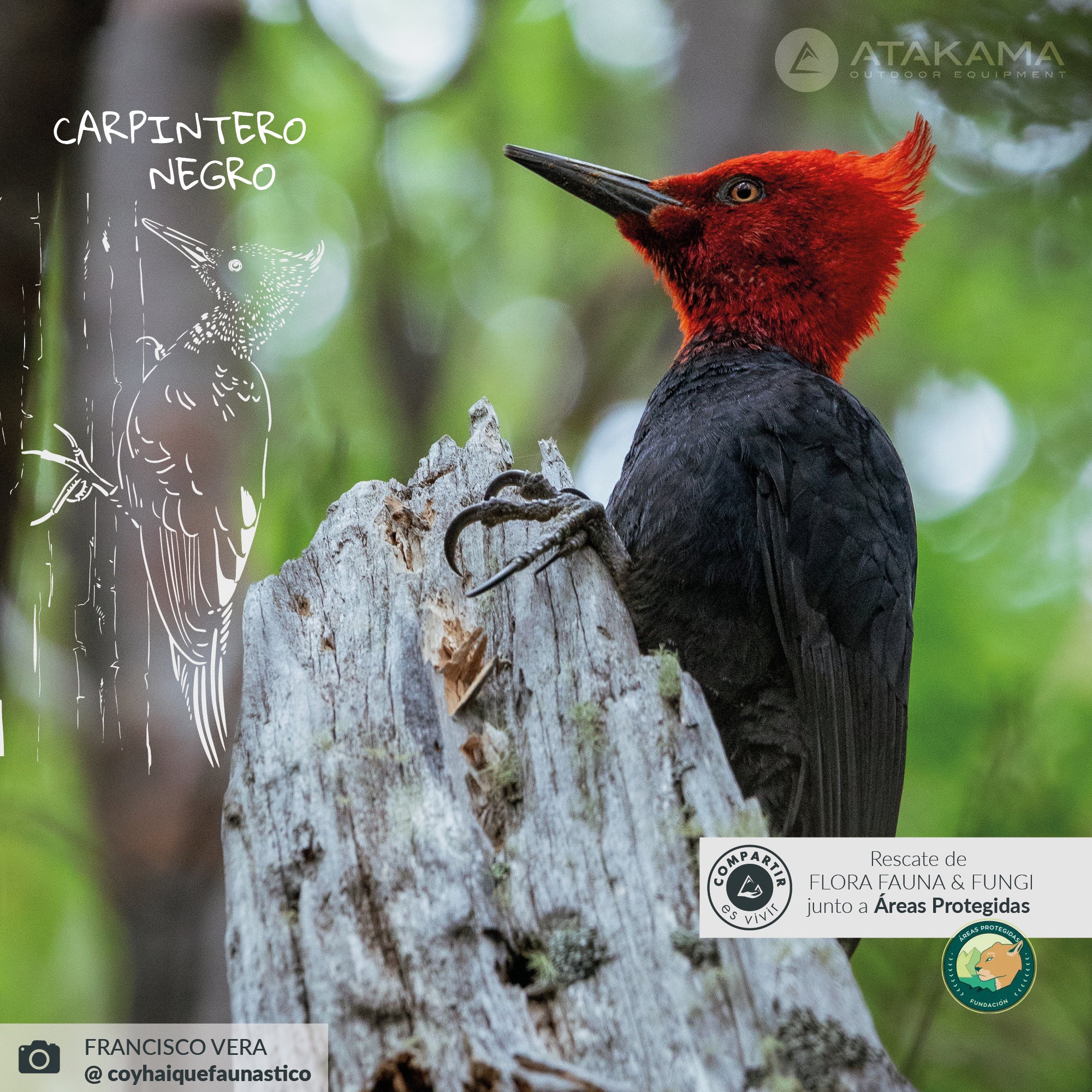 Vaso térmico Carpintero 530 ml Negro