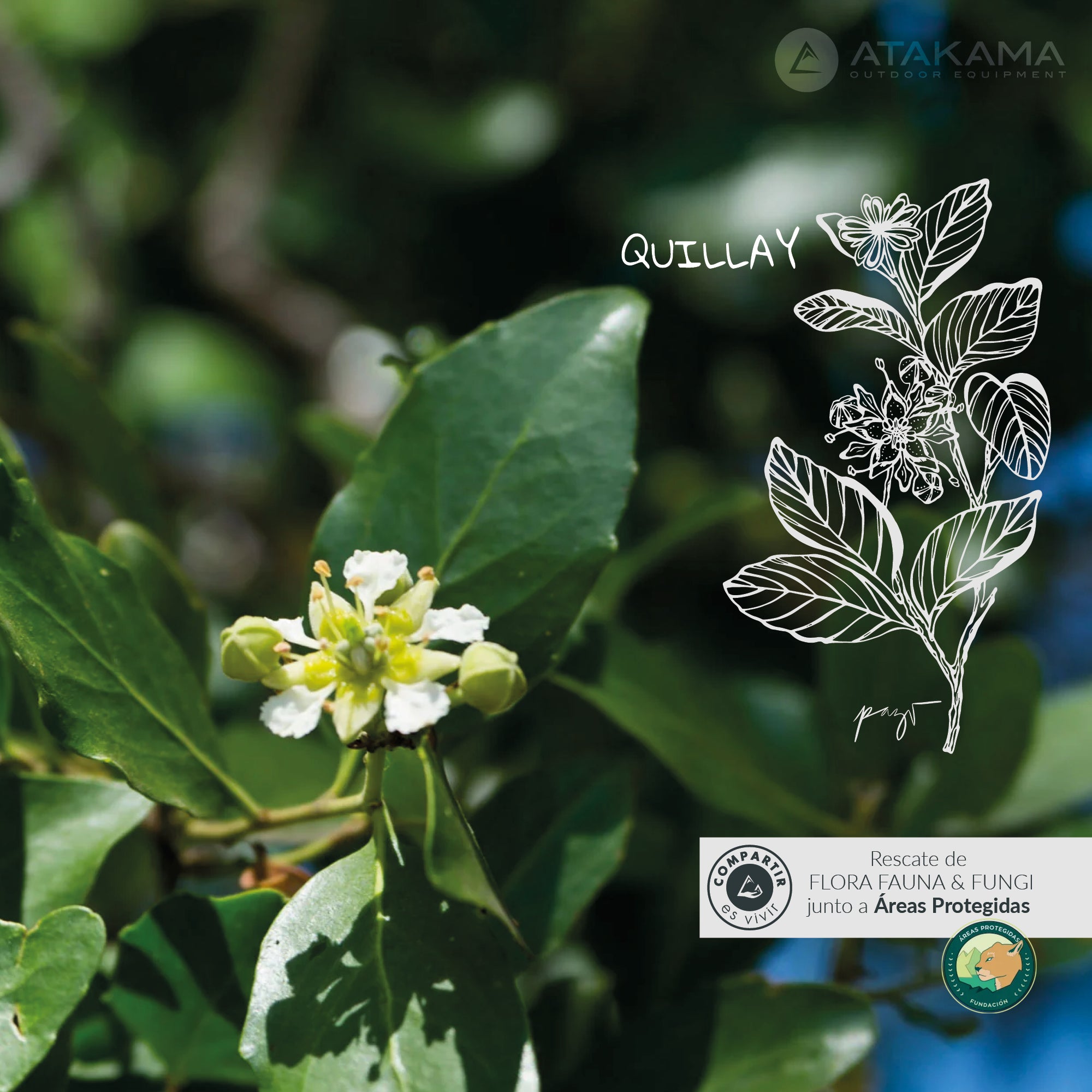 Vaso térmico Quillay 530 ml Azul