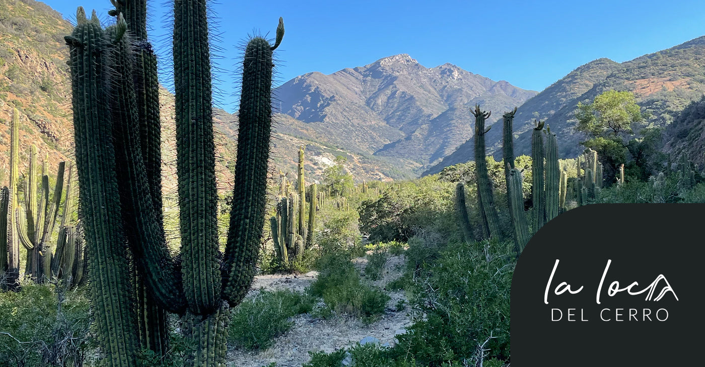 Camping Estero Coyanco - Por La Loca del Cerro