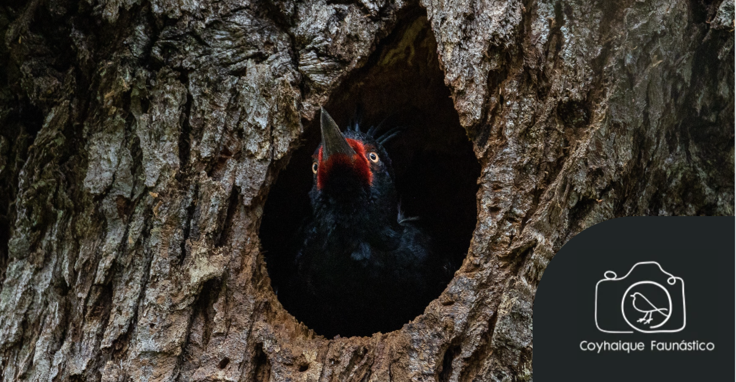 "El Rey": Pájaro Carpintero por Francisco Vera.