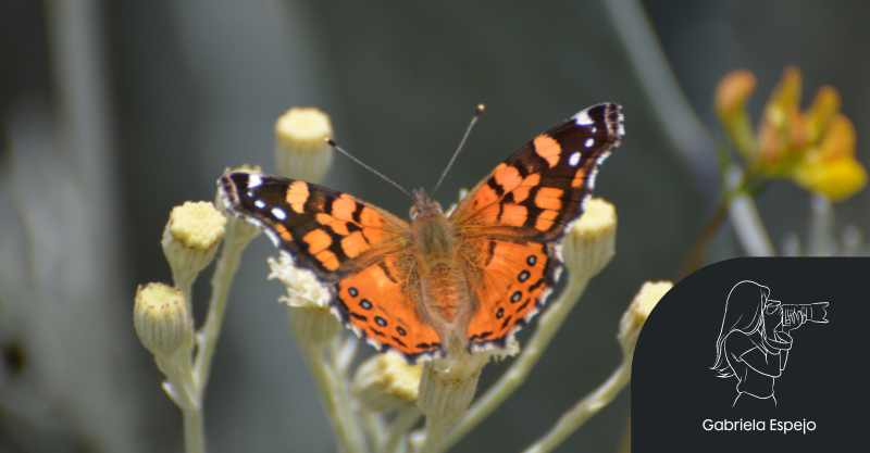 Mariposas naranjas, reinas aladas en nuestros ecosistemas por Gabriela Espejo.