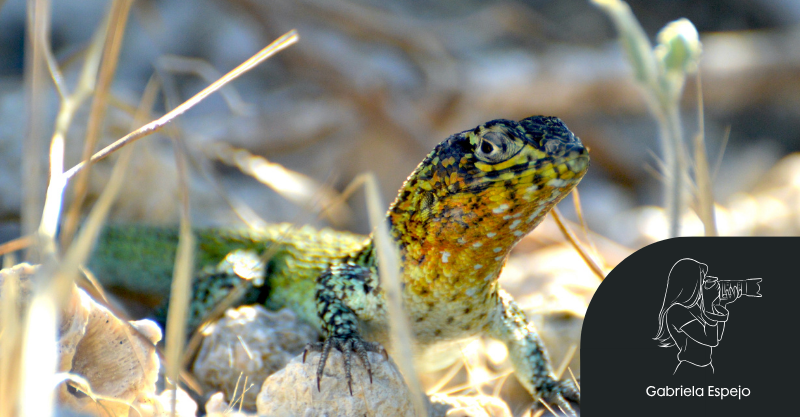 El lagarto de Zapallar, un colorido reptil endémico de la región de Coquimbo y Valparaíso