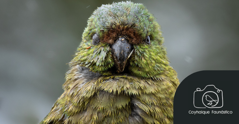 La Cachaña, especie de loro endémica de Chile y Argentina por Francisco Vera.