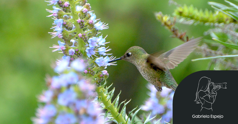 Mutualismo: Aves y plantas que se benefician unos a otros en nuestros jardines