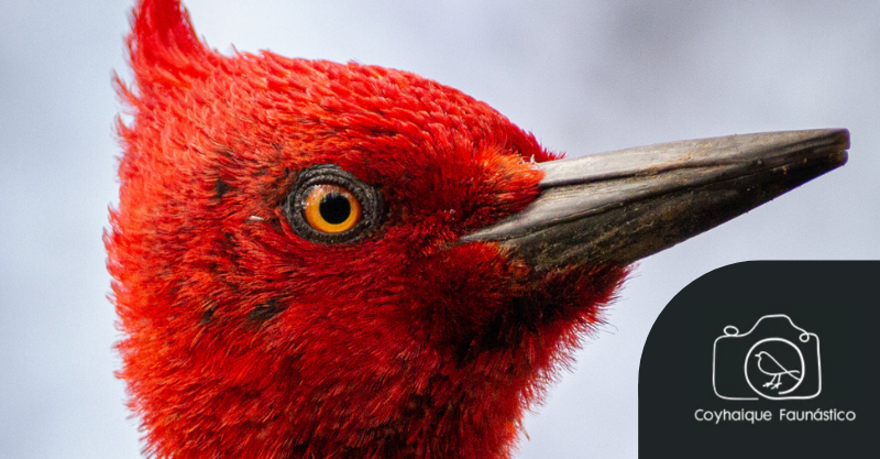 Pájaro carpintero, el “Rey (y reina) del bosque” por Francisco Vera