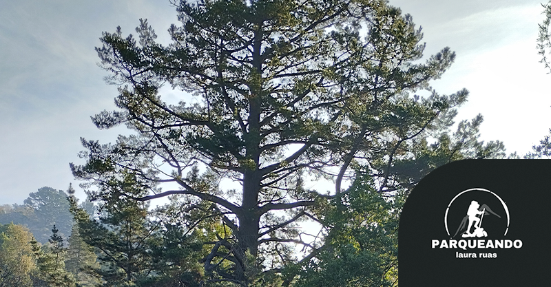 Parque Nacional Nonguén por Laura Ruas