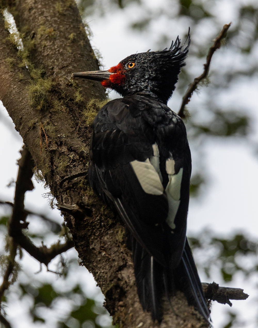 Pájaro carpintero, el “Rey (y reina) del bosque” por Francisco Vera