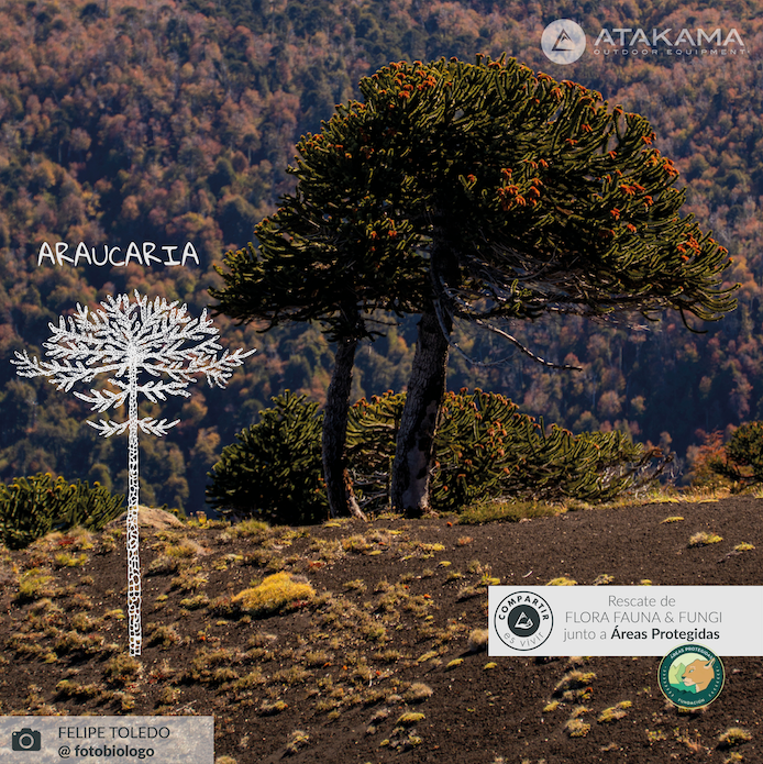 Termo Araucaria 1,3 lt