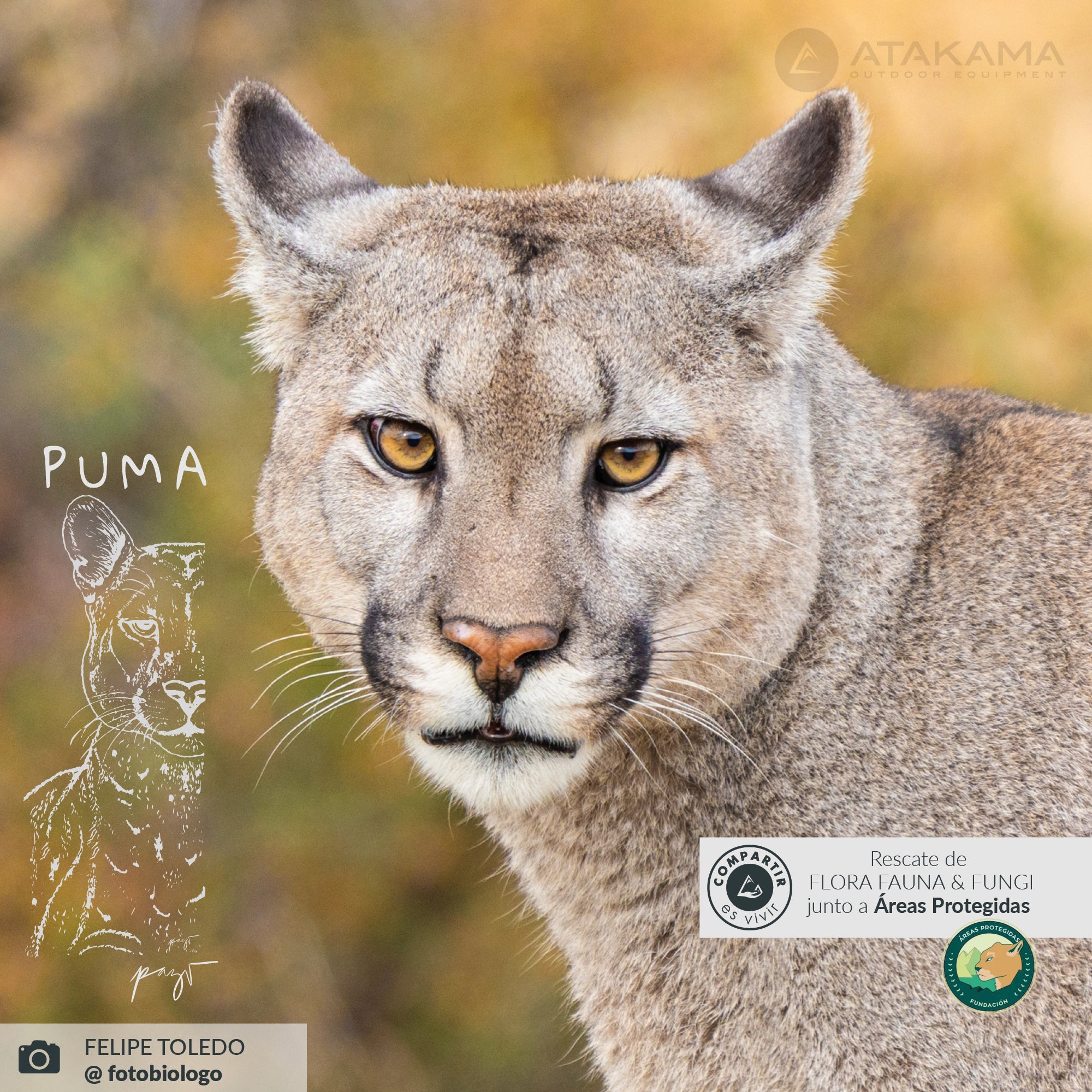 Petaca Puma 150ml Puma Concolor