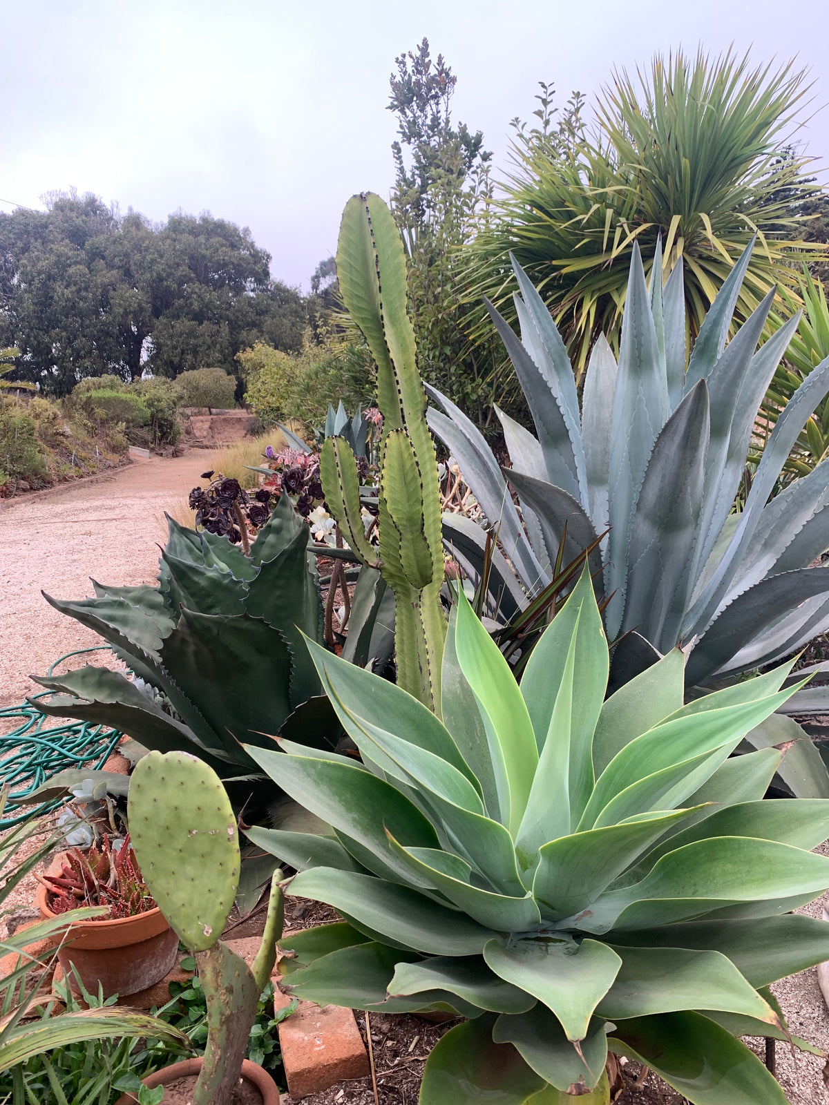 Mutualismo: Aves y plantas que se benefician unos a otros en nuestros